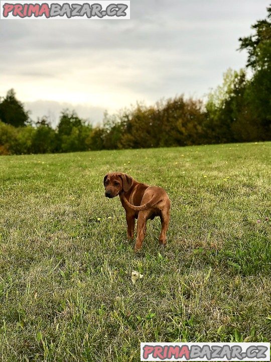 Rhodéský ridgeback s PP – fotografie 3