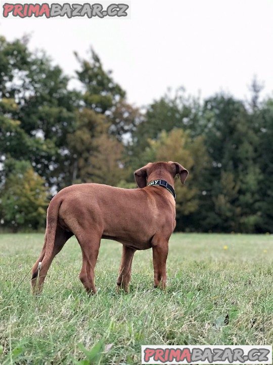 Rhodéský ridgeback s PP – fotografie 4