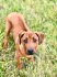Rhodéský ridgeback s PP