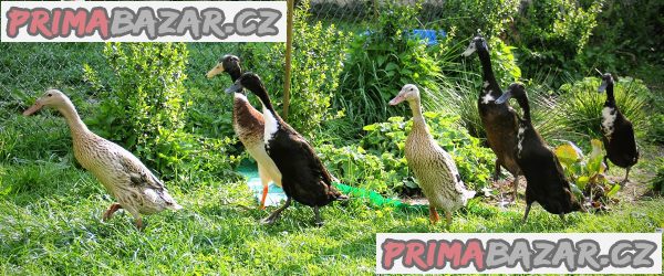 Kachna Indický běžec – fotografie 1