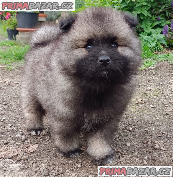 Německý špic vlčí / keeshond prodám štěnata s PP – fotografie 1