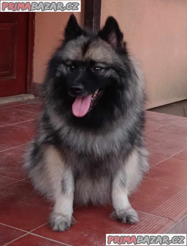 Německý špic vlčí / keeshond prodám štěnata s PP – fotografie 10