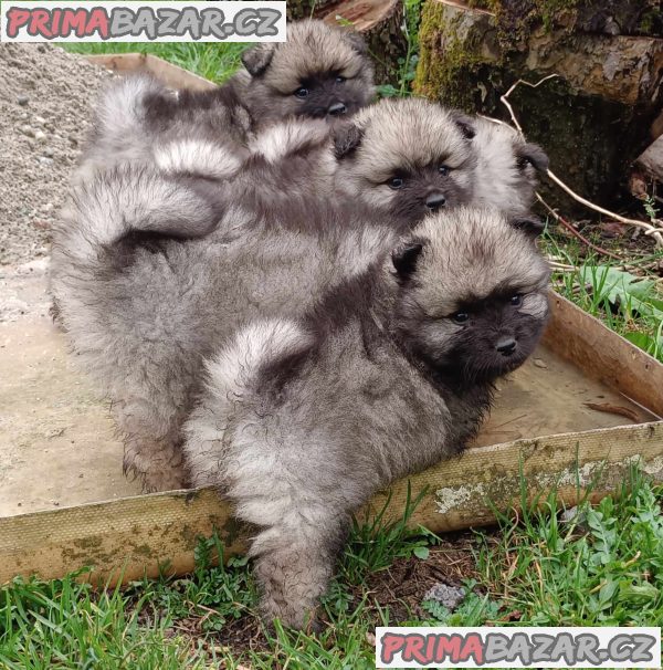 Německý špic vlčí / keeshond prodám štěnata s PP – fotografie 2