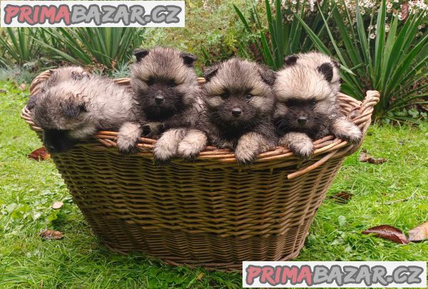 Německý špic vlčí / keeshond prodám štěnata s PP – fotografie 3