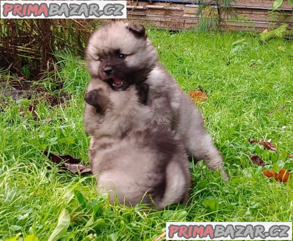 Německý špic vlčí / keeshond prodám štěnata s PP – fotografie 4