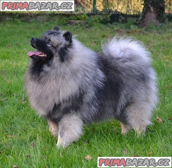 Německý špic vlčí / keeshond prodám štěnata s PP – fotografie 6