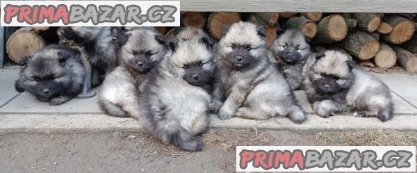 Německý špic vlčí / keeshond prodám štěnata s PP – fotografie 8