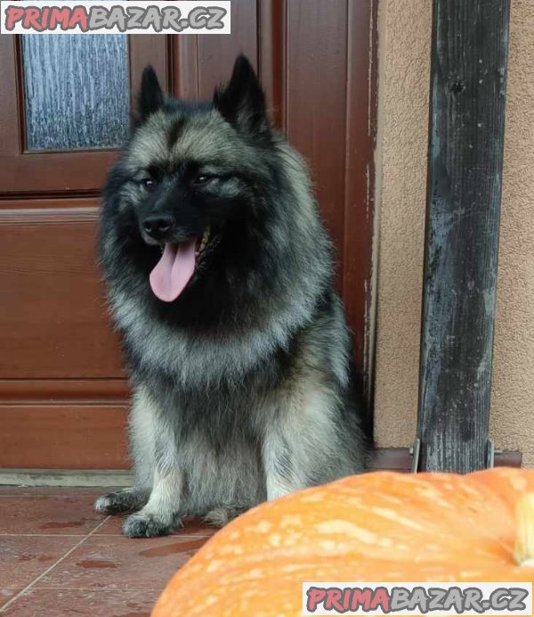 Německý špic vlčí / keeshond prodám štěnata s PP – fotografie 9