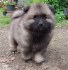 Německý špic vlčí / keeshond prodám štěnata s PP