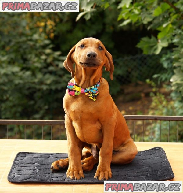 Rhodéský ridgeback s PP – fotografie 1