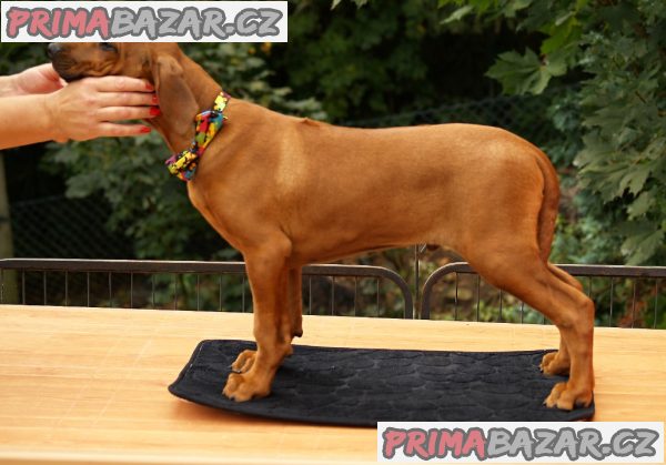 Rhodéský ridgeback s PP – fotografie 3