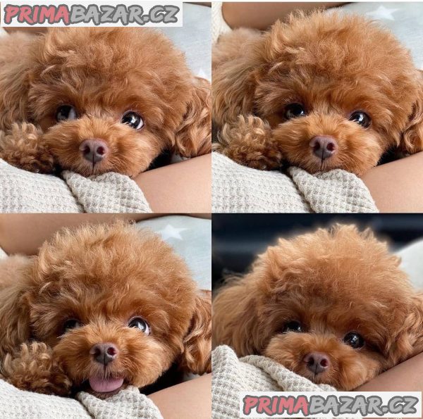 Úžasná štěňata toy pudla – fotografie 1