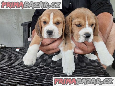 Krásná štěňata bígla pro dobrý domov – fotografie 1