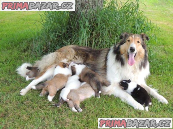 Krásná štěňátka Border Rough Collie – fotografie 1
