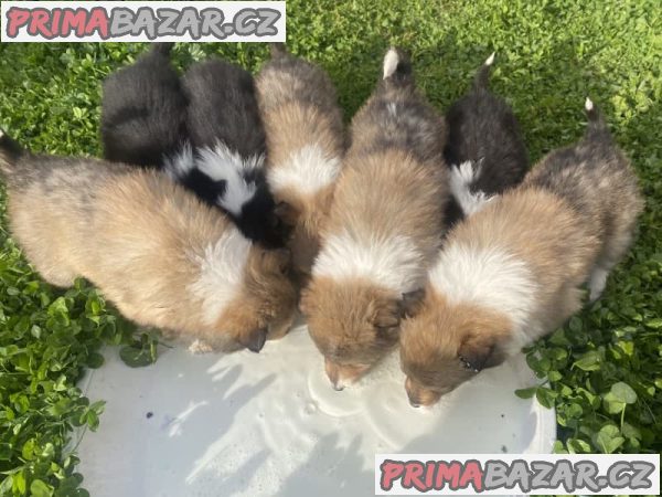 Krásná štěňátka Border Rough Collie – fotografie 2