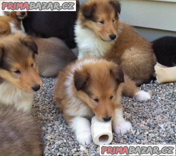 Krásná štěňátka Border Rough Collie – fotografie 3