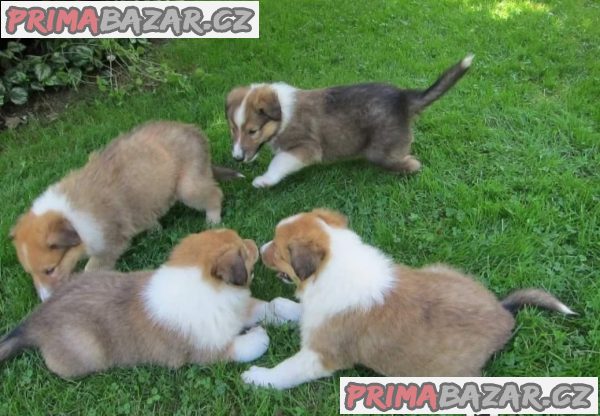 Krásná štěňátka Border Rough Collie – fotografie 4