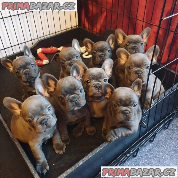 Sladký pes a fenka francouzského buldočka na prodej – fotografie 1