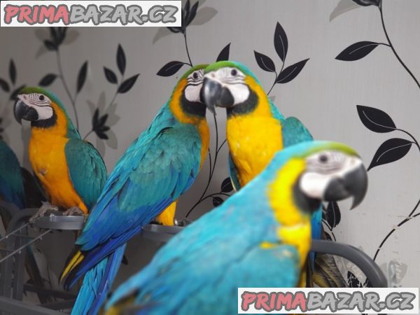 Krásné modré a zlaté papoušky ara – fotografie 2