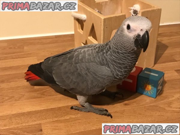 Krásná africká šedá – fotografie 4