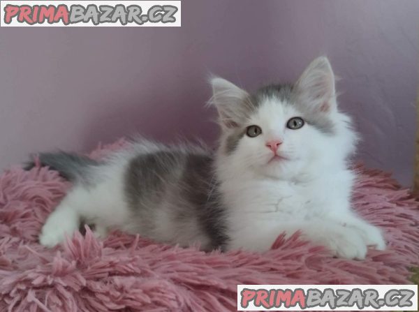 Krásná sibiřská koťátka – fotografie 5