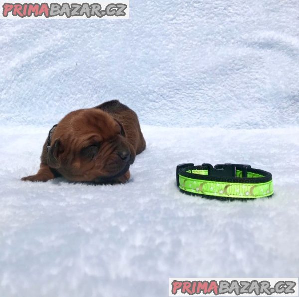 Rhodéský ridgeback s PP – fotografie 1