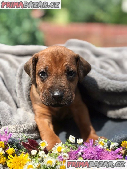 Rhodéský ridgeback s PP – fotografie 3