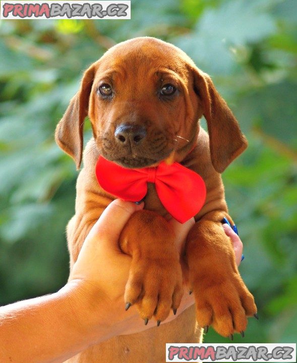Rhodéský ridgeback s PP – fotografie 5