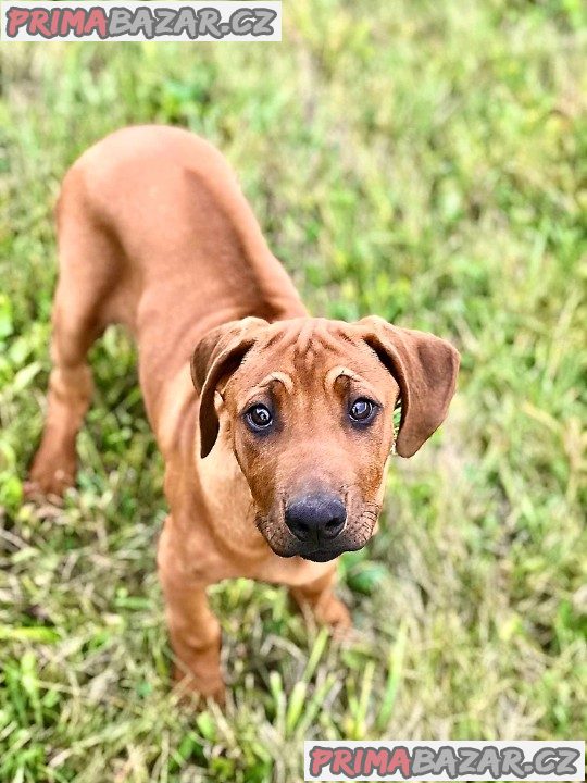 Rhodéský ridgeback s PP – fotografie 7