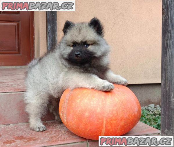 Německý špic vlčí / keeshond prodám štěnata s PP – fotografie 1