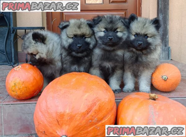 Německý špic vlčí / keeshond prodám štěnata s PP – fotografie 2