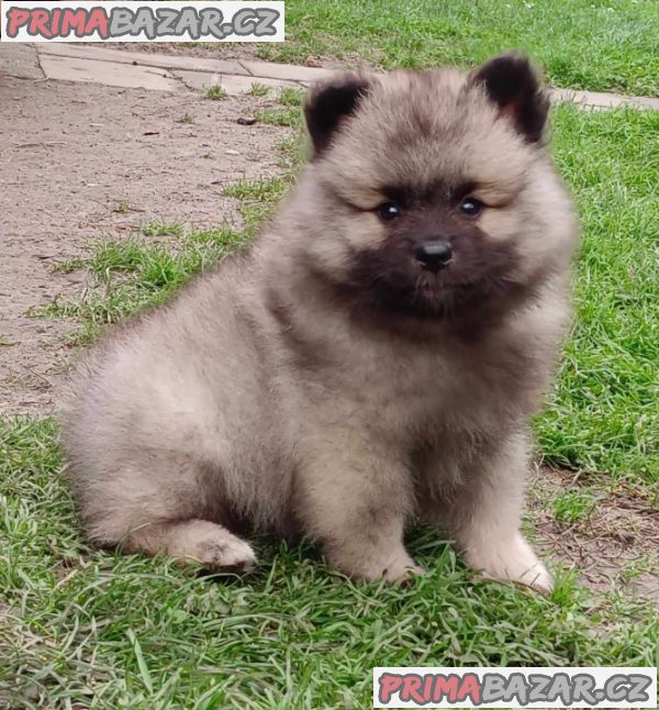 Německý špic vlčí / keeshond prodám štěnata s PP – fotografie 3