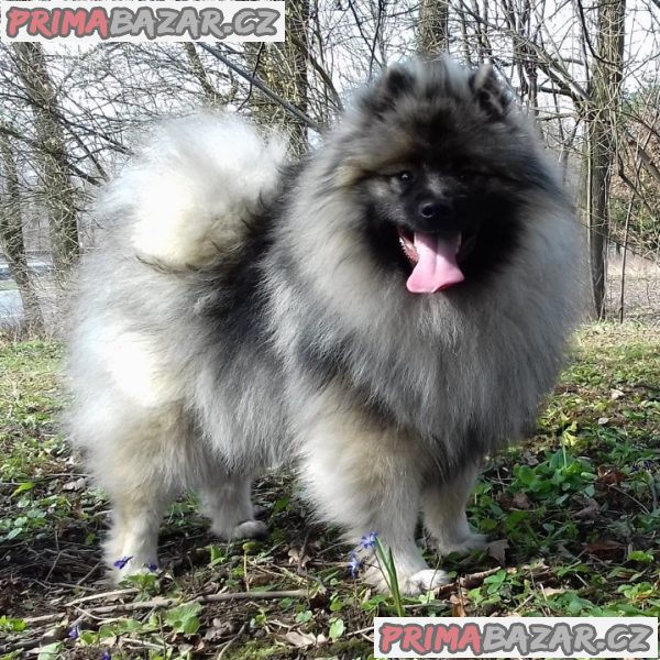 Německý špic vlčí / keeshond prodám štěnata s PP – fotografie 8