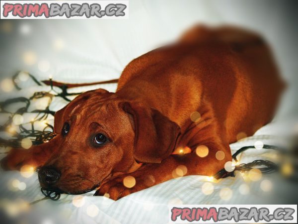Rhodéský ridgeback s PP – fotografie 1