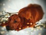 Rhodéský ridgeback s PP