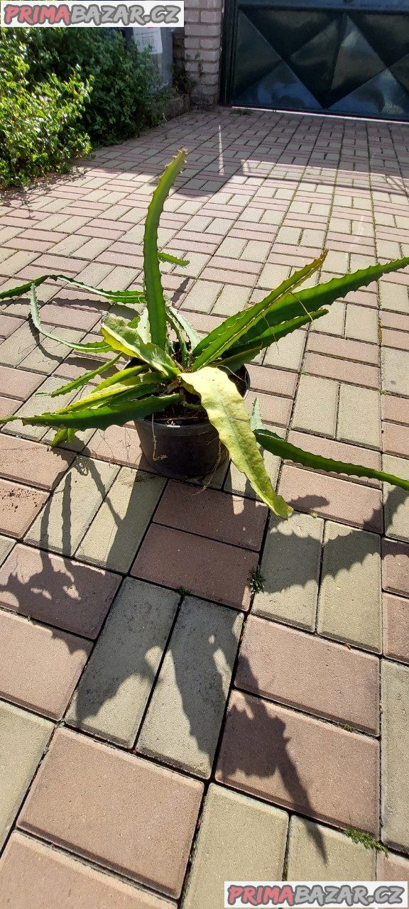 Pitahaya žlutá - hylocereus megalanthuhus – fotografie 2
