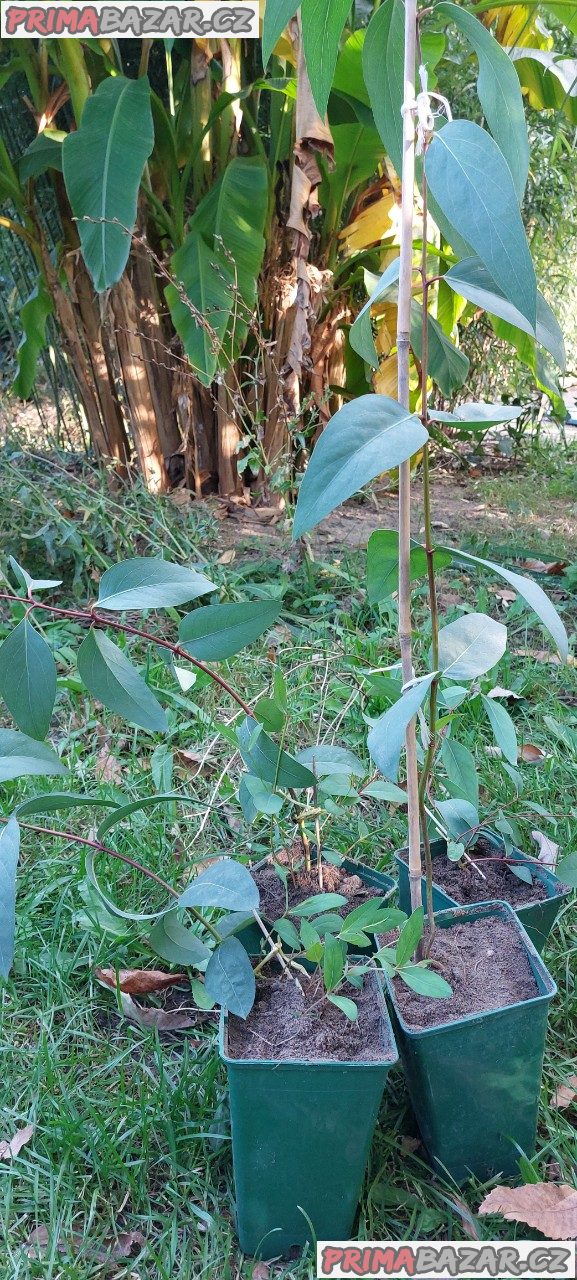 Eukalyptus – fotografie 1