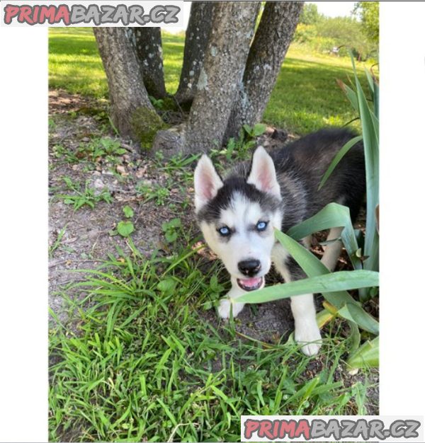 Sibiřský husky – fotografie 1