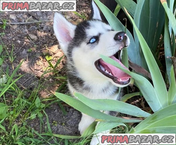 Sibiřský husky – fotografie 2