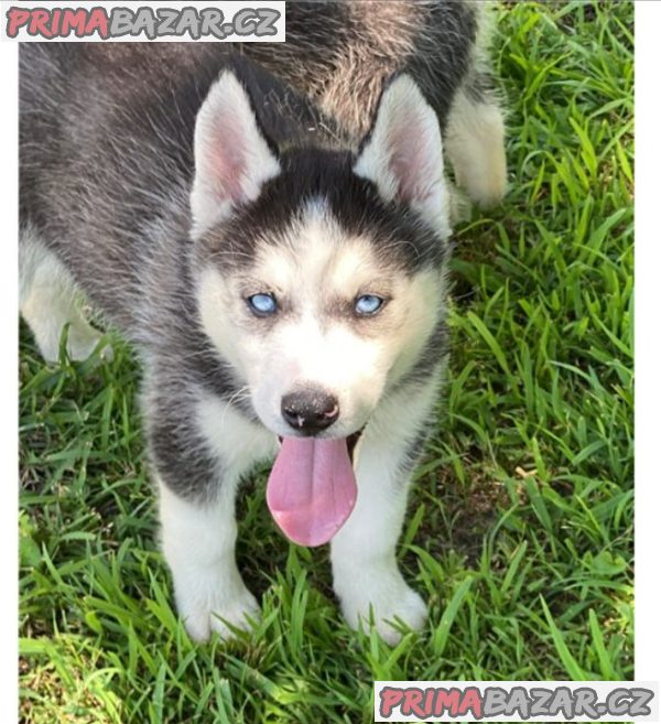 Sibiřský husky – fotografie 4