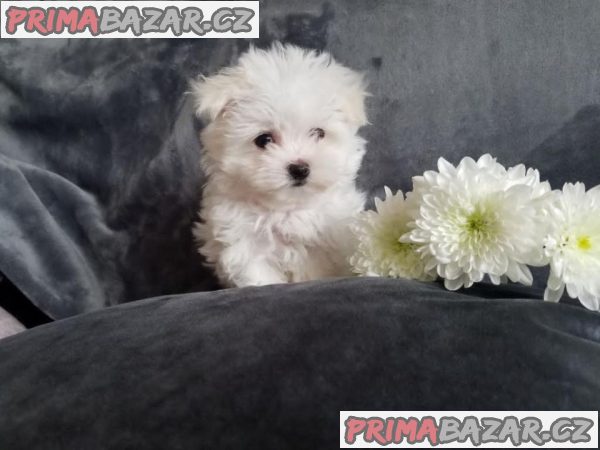 Maltézská štěňata na prodej – fotografie 3