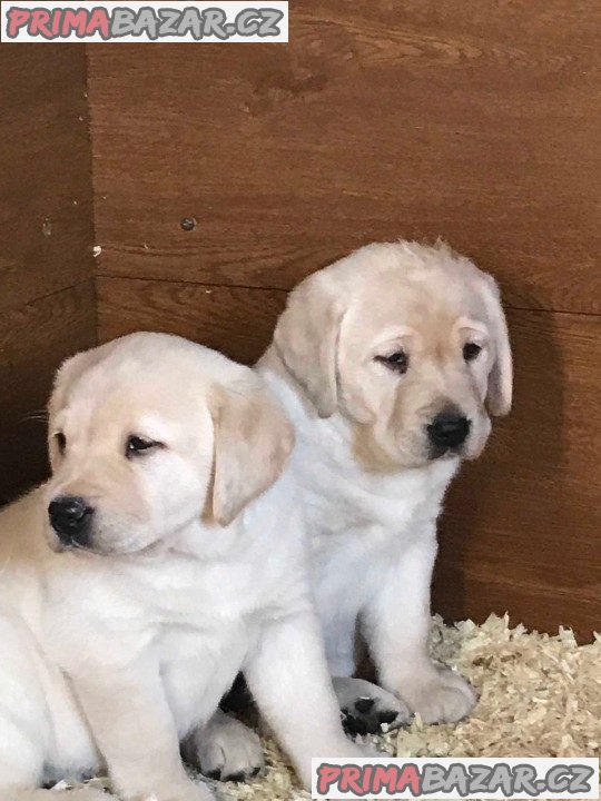 Máme dvě štěňata labradorského retrívra na návrat do domova. – fotografie 1