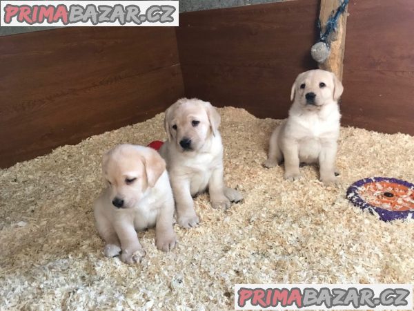 Máme dvě štěňata labradorského retrívra na návrat do domova. – fotografie 3