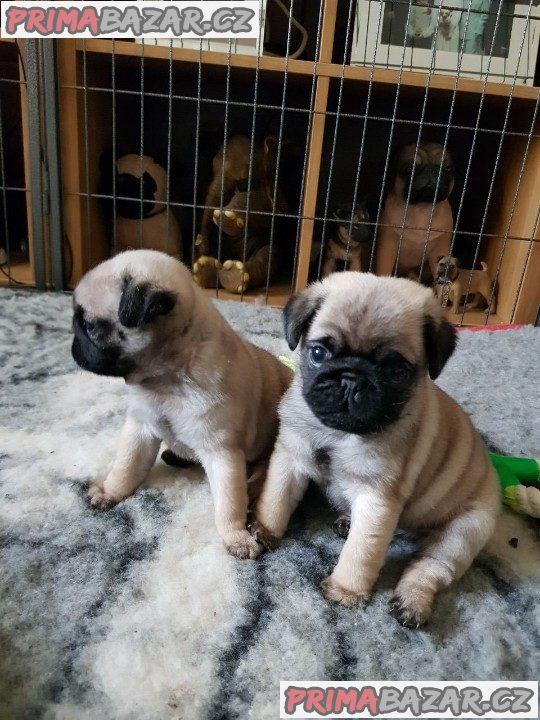 Mops Štěňata na prodej – fotografie 1