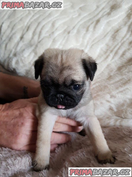 Mops Štěňata na prodej – fotografie 2
