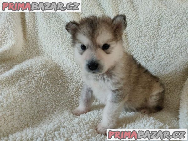 Štěňata aljašského malamuta – fotografie 2