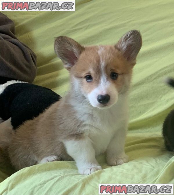 Štěňata Pembroke Welsh Corgi – fotografie 3
