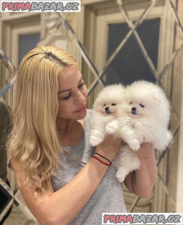 Krásná štěňata pomeranianů do dobrých domovů. – fotografie 3