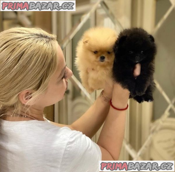Krásná štěňata pomeranianů do dobrých domovů. – fotografie 4