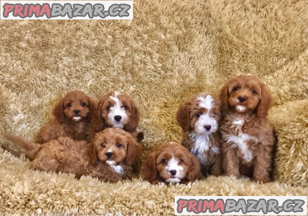 Zdravá štěňata Cavapoo. – fotografie 1